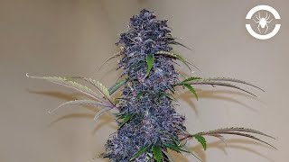 Seed To Harvest - Fast Buds Fastberry | Spider Farmer SE7000