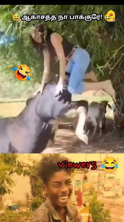 🐄மாடு பறக்க விட்ட தருணம்! 🤯🤣