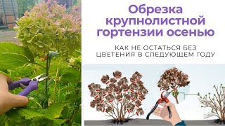 картинка: Как правильно обрезать крупнолистную гортензию осенью