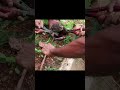 Rescued poor water monitor | 不良水監視員を救出 #shorts