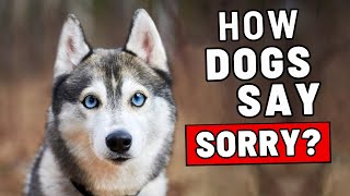How Dogs Apologize to Their Humans (NOT What You Think!)