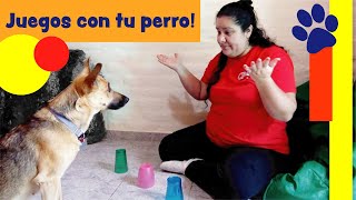 Juegos para jugar con tu perro en casa  juegos para tu cachorro divertidos y fáciles