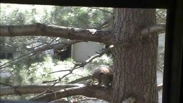 Bird Attacks Squirrel
