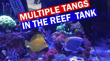 Multiple Tangs in Reef Tank - Dealing with Aggressive Tangs