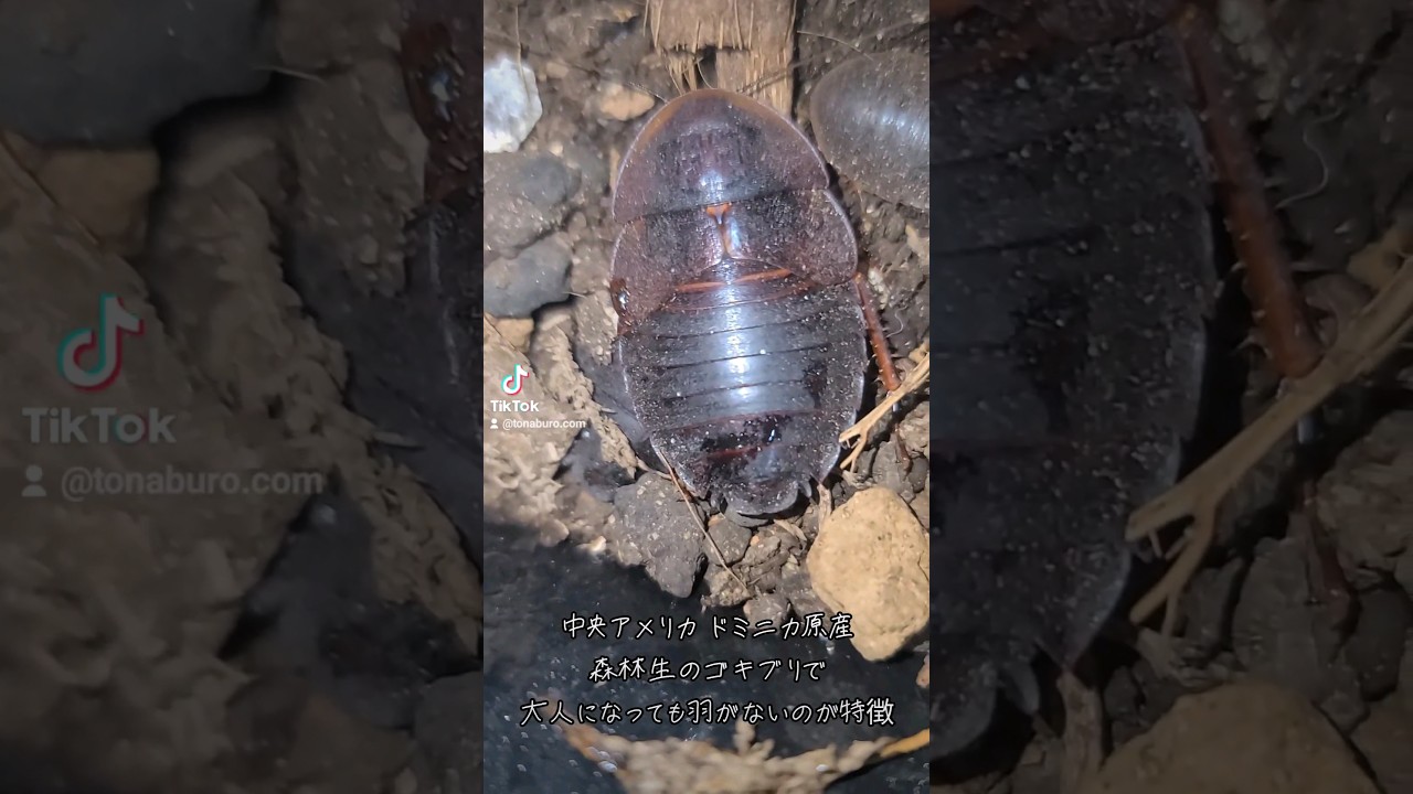カブトガニゴキブリ Horseshoe crab roach. Called horseshoe crab roach short