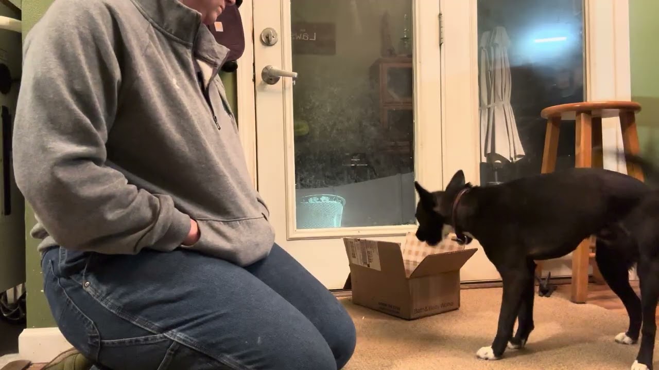 “Cardboard Chaos” but I only have 1 box and it’s kinda chill.