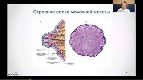 Какие бывают соски молочной железы? Сосок и ареола