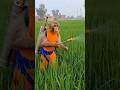 بندر نے گاوں میں فصلوں کو سپرے شروع کردی Ai Funny Aishorts Monkey 