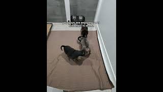 Come with me to do the puppy cleanup in the morning See what we feed the pups at 11 weeks