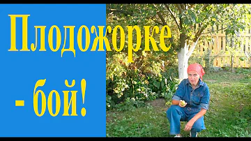 Как бороться с плодожоркой