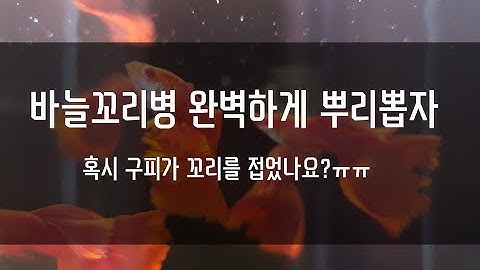 구피 바늘꼬리병 완벽하게 치료하자! 구피가 꼬리를 접나요? 구피 흡충이야기