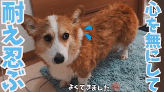 「お風呂」と言われて戸惑うも、感情のスイッチをオフにして頑張るコーギー犬 by コギチューブ【犬と猫のゆるい生活】 29,526 views 2 weeks ago 8 minutes, 45 seconds