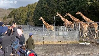 キリンの行進、今年もスタート　山口・サファリランド