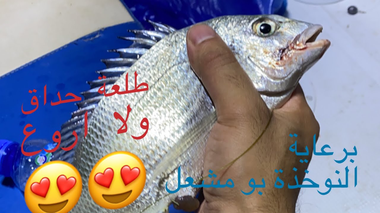 النوخذة بو مشعل بطش بالنويبي 🐟🎣