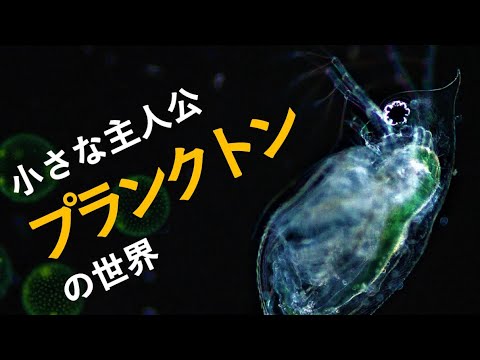 【かんきょう実験スクール】水の中の小さな主人公　プランクトンの世界