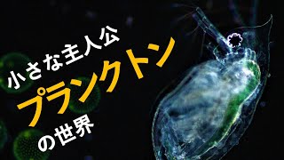 【かんきょう実験スクール】水の中の小さな主人公　プランクトンの世界