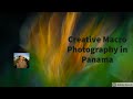 Learn creative macro photography  with yvind martinsen