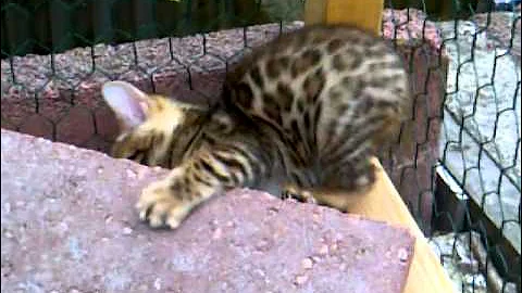 Video 9691381: cute bengal, kitten