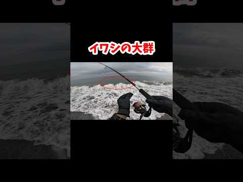 イワシの群れにルアーを投げてみると⋯#サーフ #ヒラメ #マゴチ