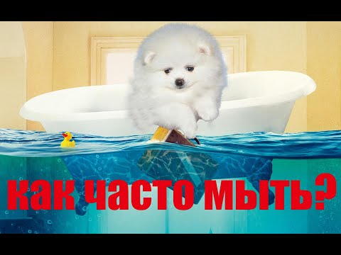 КАК ЧАСТО МЫТЬ ШПИЦА?!? ПРАВИЛЬНЫЙ УХОД за своей собакой