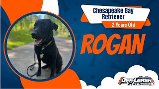 Rogan's Transformation: Chesapeake Bay Retriever Conquers Obedience Training | Off Leash K9 North GA