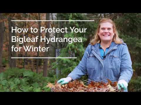 Video: Preparing Hydrangeas For Winter: How To Keep Hydrangeas In The Garden? How Does A Flower Winter In The Open Field? How To Insulate? Do I Need To Prune And Dig Up A Hydrangea?