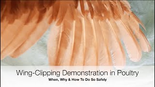 How to Clip Chicken Wings | Sez the Vet