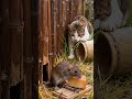 Tabby cat staring at mouse 🐹 #cat #mousemurah #cute 🐱🐹#animals #catlife #funny #animals