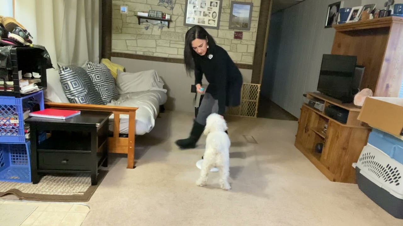 Leash Walking Lesson With a Frisbee