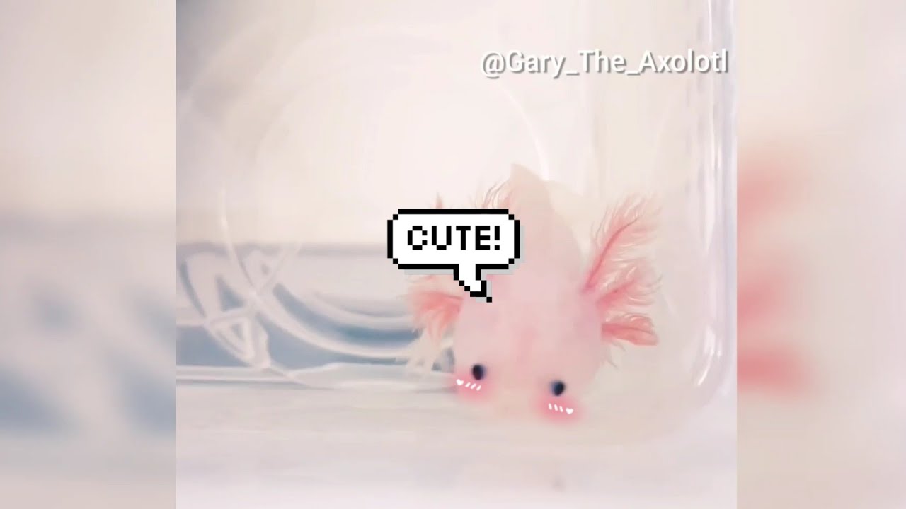Cute Baby Axolotl Compilation Youtube