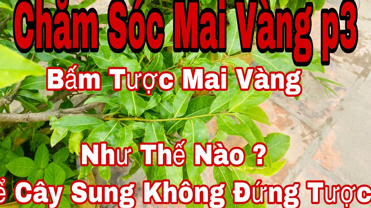 Chăm Sóc Mai Vàng p3 - Cách Bấm tược mai vàng | bắm tược mai vàng như thế nào để cây không khựng cây