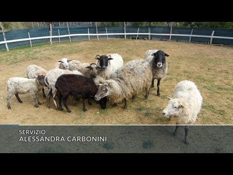 Video: Come addestrare il tuo cane a non inseguire le pecore