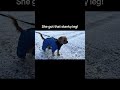 Cavapoo on the loose! #snowday #cavapoo #sheltiesandfriends #boardingbarktok #winter