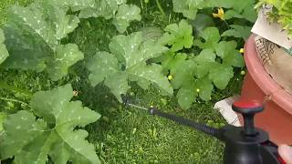 Battling Powdery Mildew In The Pumpkin Patch!  (How Im trying  to take care of it)  August 2017