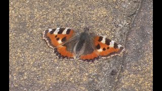 Spring 2025 Our Belfast Butterflies Have Disappeared and Media is Saying Little of Nothing Rant