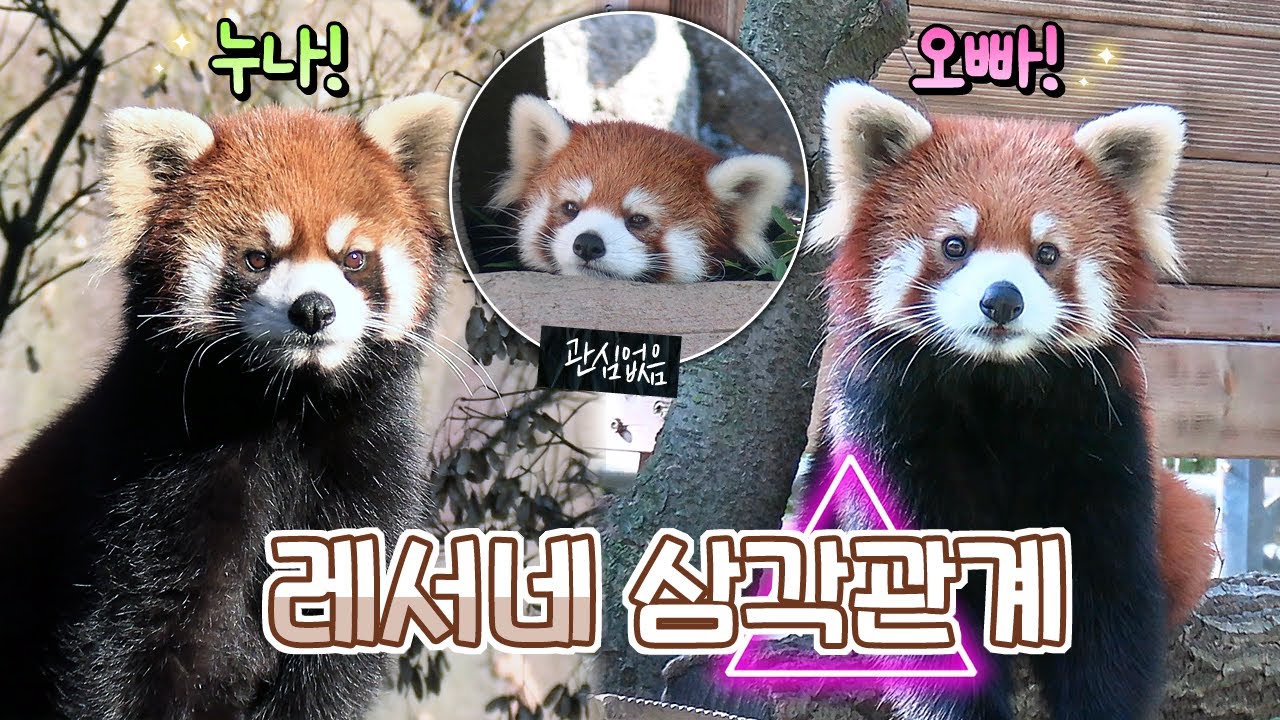 레서네 삼각관계 / 서울대공원 레서판다 세이, 리안, 라비