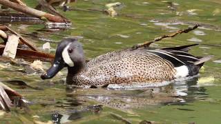 Blue-Winged Teal At The Pond