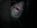 12ft Mako Shark - North Atlantic #shorts #sharks #makoshark