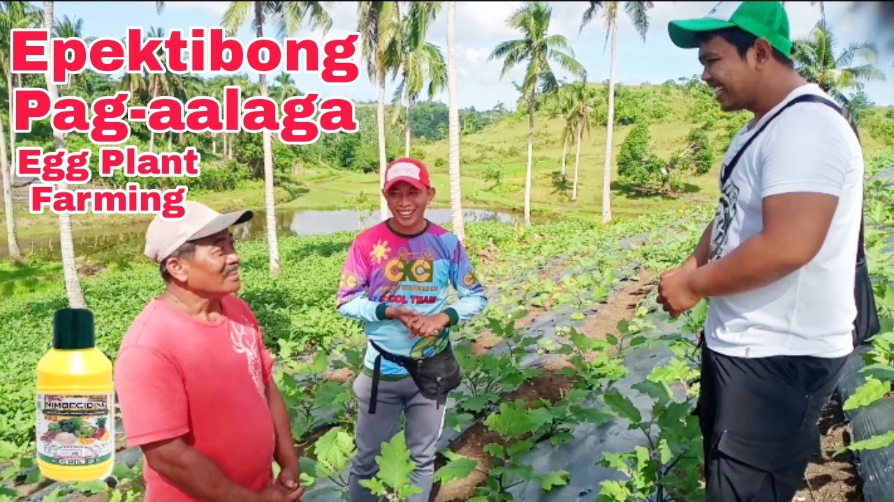 Proteksyon para sa tanim na talong