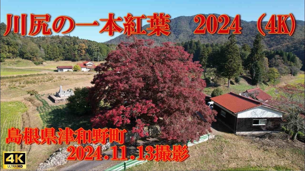 川尻の一本紅葉　2024　（4K）2024.11.13撮影