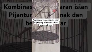 Konin Dacok Gacor Isian Burung Pijantung Kuntilanak Dan Besetan Kasar Incaran Konin Mania konin