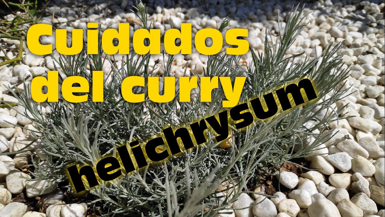 CUIDADOS Y TRASPLANTE DEL CURRY O HELICHRYSUM. Planta aromática. YouTube CUIDADOS Y TRASPLANTE DEL CURRY O HELICHRYSUM. Planta aromática. YouTube