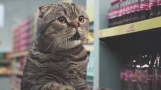 Kedili Komik Market Reklamı Kedilerin Dünyası