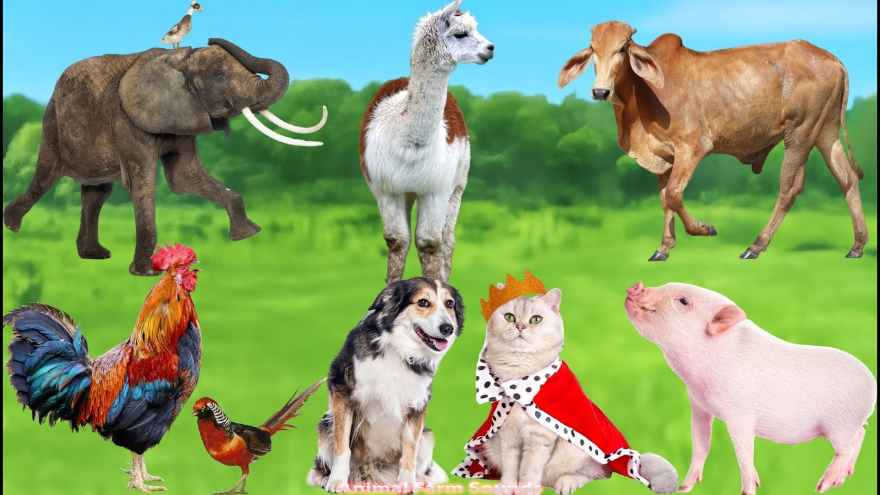 Familiar Animal Sounds: Sheep, Dog, Cow, Goat, Panda, Elephant, Horse, Cow - Animal Videos