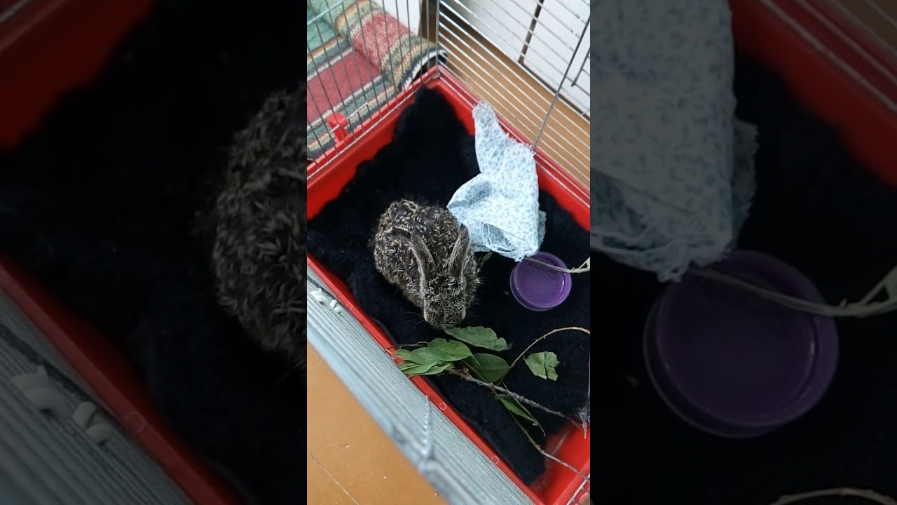 Что едят зайцы. Любят ли зайцы капусту? Заяц дома