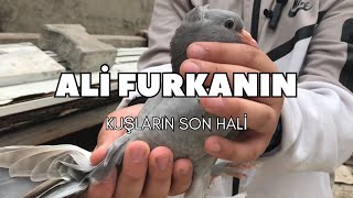 ALİ FURKANIN KUŞLARI SON HALİ