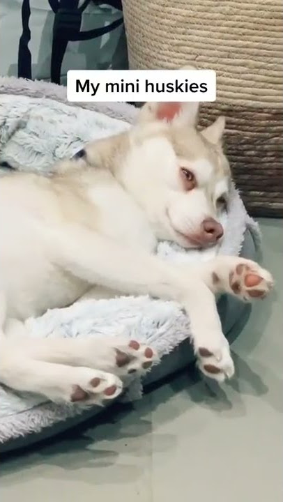 @musher_girl86’s Sled dogs do be making Skye and Copper look bad 😂 #fyp #foryou #lazydog #petsofti
