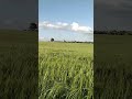 ربيع الأردن Jordan spring 🌱🌼