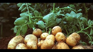 Potato farming best practices - Get it right