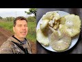 Recolectando Hongos por el campo y Tomas Aereas en temporada de LLuvias  [V-blog166]